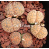 C358 - Plant